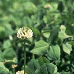 Ladino Clover